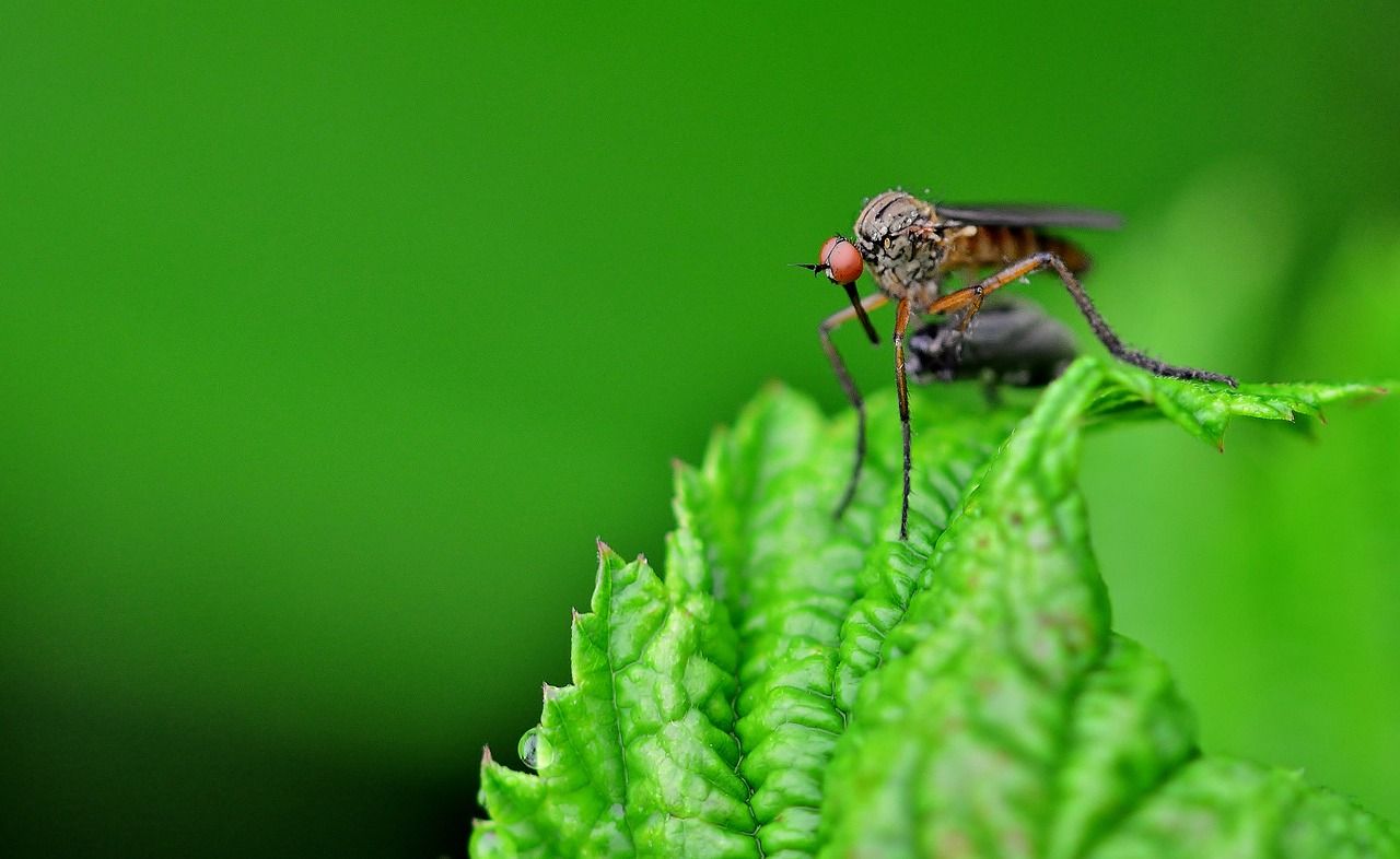 Najlepsze środki na komary – jak chronić się przed insektami?