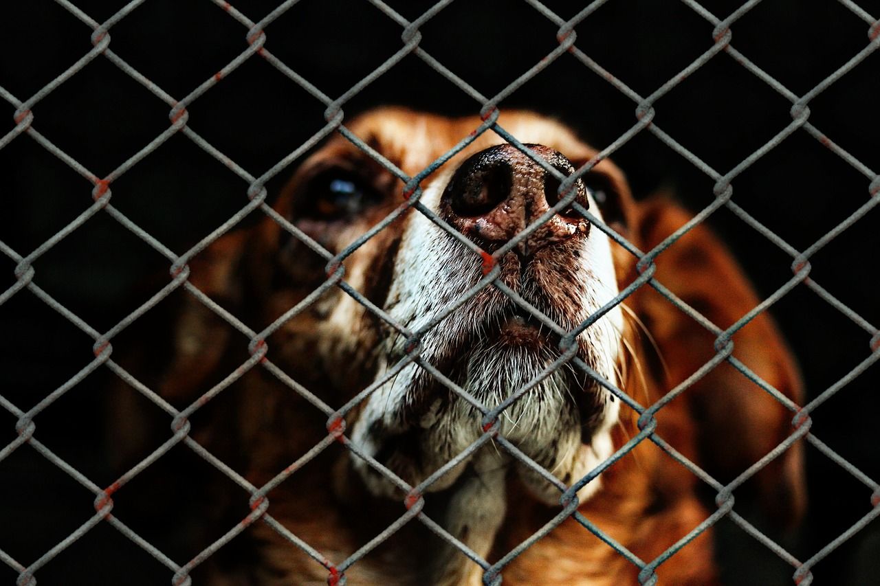 Adopcja psa ze schroniska – dlaczego warto?