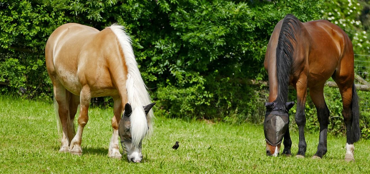 Jakie wartości odżywcze powinna zawierać dobra pasza dla konia?